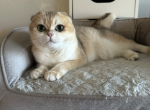 Mimi - Scottish Fold Cat For Sale - San Mateo&comma; CA&comma; US