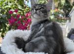 Cronus - Maine Coon Cat For Sale - Hollywood&comma; FL&comma; US
