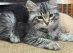 Asher - Siberian Cat For Sale - Somerset&comma; NJ&comma; US
