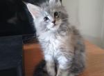 Lucky - Maine Coon Cat For Sale - Trevor&comma; WI&comma; US