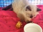 Sealpoint Himi Girl - Himalayan Cat For Sale - Walterboro&comma; SC&comma; US