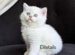 British Shorthaired female blue eyed kitten - British Shorthair Cat For Sale - Thornton&comma; CO&comma; US
