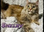 Shelby - Maine Coon Cat For Sale/Retired Breeding - Wisconsin Rapids&comma; WI&comma; US