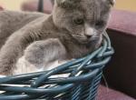 Zara - Scottish Fold Cat For Sale - 