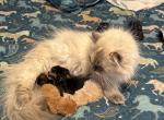Paisley and Biscuits Litter - Minuet Kitten For Sale - Iron Station&comma; NC&comma; US