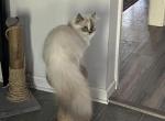 Paisley - Munchkin Cat For Sale - Iron Station&comma; NC&comma; US