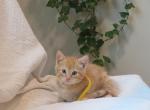 FREE Dandelion - Domestic Cat For Sale - Reading&comma; PA&comma; US
