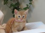FREE Daffadil - Domestic Cat For Sale - Reading&comma; PA&comma; US