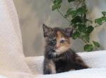 Daisy - Domestic Cat For Sale - Reading&comma; PA&comma; US