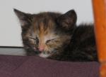 Dahlia - Domestic Cat For Sale - Reading&comma; PA&comma; US