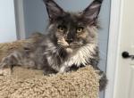 Sunny - Maine Coon Cat For Sale - Wrightstown&comma; NJ&comma; US