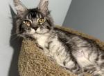 Chloe polydactyl - Maine Coon Cat For Sale - Wrightstown&comma; NJ&comma; US