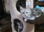 Cassiopeia reserved - Maine Coon Cat For Sale - Corwin&comma; OH&comma; US