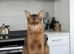 Abyssinian cat - Abyssinian Cat For Adoption - Brooklyn&comma; NY&comma; US