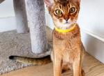 Yolk & Thomas - Abyssinian Cat For Sale - Brooklyn&comma; NY&comma; US