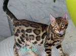 Odessa Pearl - Bengal Cat For Sale - Norwalk&comma; CT&comma; US
