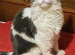 Misty Poly - Maine Coon Cat For Sale - New Laguna&comma; NM&comma; US