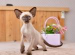 Hugo Boss - Siamese Cat For Sale - Pembroke Pines&comma; FL&comma; US