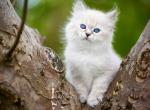 Via - Siberian Cat For Sale - Pembroke Pines&comma; FL&comma; US