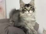 Sam - Maine Coon Cat For Sale - Wrightstown&comma; NJ&comma; US
