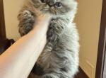 Male Seal Lynx Point Persian - Persian Cat For Sale - River Falls&comma; WI&comma; US