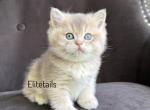 Blue Gold British Male kitten - British Shorthair Cat For Sale - Thornton&comma; CO&comma; US