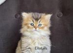 British longhaired male kitten - British Shorthair Cat For Sale - Thornton&comma; CO&comma; US