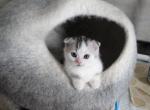 Napoleon - Munchkin Cat For Sale - Brighton&comma; CO&comma; US