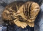 Polydactyl Baron - Polydactyl Cat For Sale - WI&comma; US