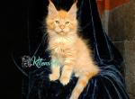 Abrikos - Maine Coon Cat For Sale - Miami&comma; FL&comma; US