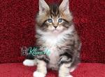 Richmond - Maine Coon Cat For Sale - Miami&comma; FL&comma; US