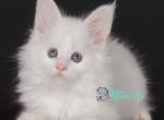 Dan Blansh - Maine Coon Cat For Sale - Miami&comma; FL&comma; US