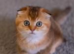 Oscar - Scottish Fold Cat For Sale - Bensalem&comma; PA&comma; US
