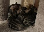 May Kittens - Bengal Cat For Sale - Denver&comma; CO&comma; US