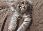 Radar - Maine Coon Cat For Sale - Trevor&comma; WI&comma; US