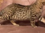 Bovi - Bengal Cat For Sale - Crown Point&comma; IN&comma; US
