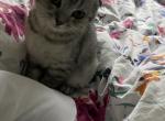Peter - Scottish Fold Cat For Sale - Eden Prairie&comma; MN&comma; US