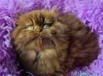 Bagira - British Shorthair Cat For Sale - Norwalk&comma; CT&comma; US
