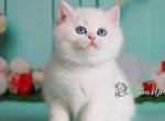 Megan - British Shorthair Cat For Sale - Norwalk&comma; CT&comma; US