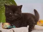 Hercules - British Shorthair Cat For Sale - Norwalk&comma; CT&comma; US