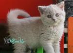 Olivia&lowbar; - British Shorthair Cat For Sale - Norwalk&comma; CT&comma; US