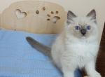 Hanna - Ragdoll Cat For Sale - Pembroke Pines&comma; FL&comma; US