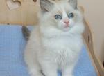 Holly - Ragdoll Cat For Sale - Pembroke Pines&comma; FL&comma; US