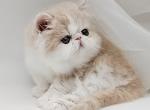 Layana - Persian Cat For Sale - Pembroke Pines&comma; FL&comma; US
