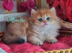 Orlando - British Shorthair Cat For Sale - Pembroke Pines&comma; FL&comma; US