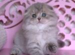 Marfusha - Scottish Fold Cat For Sale - Miami&comma; FL&comma; US
