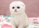 Edman - Scottish Fold Cat For Sale - Miami&comma; FL&comma; US