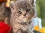 Tali - Scottish Straight Cat For Sale - Copperas Cove&comma; TX&comma; US