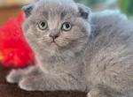 Cindy - Scottish Fold Cat For Sale - Copperas Cove&comma; TX&comma; US