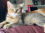 Jerry - British Shorthair Cat For Sale - Copperas Cove&comma; TX&comma; US